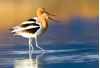 images/slides/_MG_1477avocetpair2.jpg