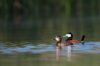 images/slides/_R6A7053Ruddyduckpair1.jpg